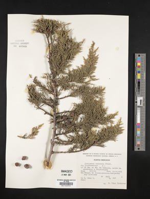 Juniperus deppeana image