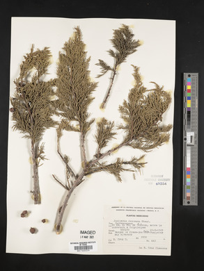 Juniperus deppeana image