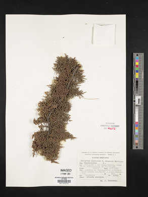 Juniperus monticola image