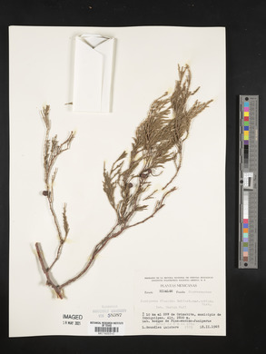 Juniperus flaccida image