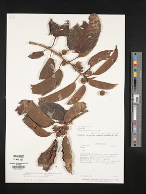 Ficus citrifolia image