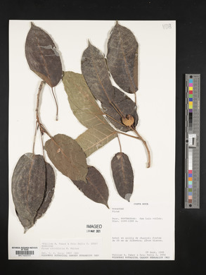 Ficus citrifolia image