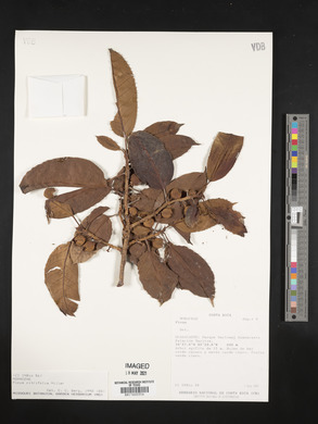 Ficus citrifolia image