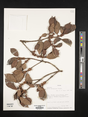 Ficus colubrinae image