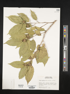 Ficus pertusa image