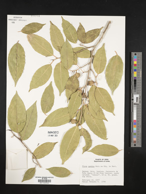 Ficus pertusa image