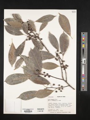 Ficus pertusa image