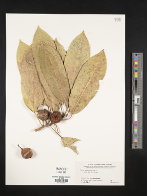 Ficus insipida image