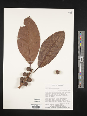 Ficus trigonata image