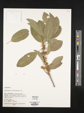 Sideroxylon foetidissimum image