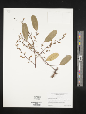 Simarouba glauca image