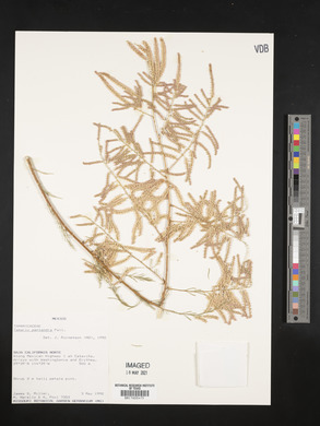 Tamarix chinensis image