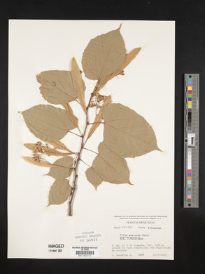 Tilia mexicana image