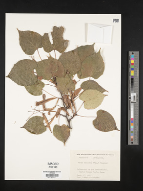 Tilia japonica image