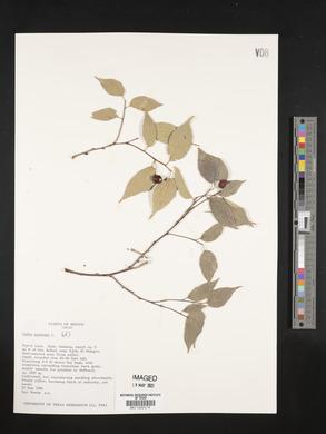 Celtis australis image