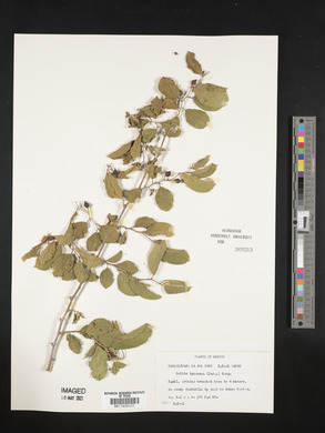 Celtis iguanaea image