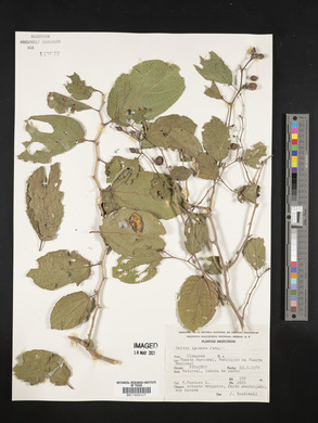 Celtis iguanaea image