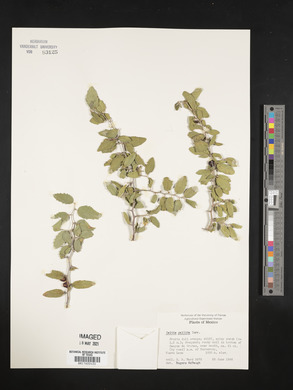 Celtis pallida image