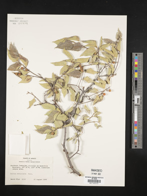 Celtis reticulata image