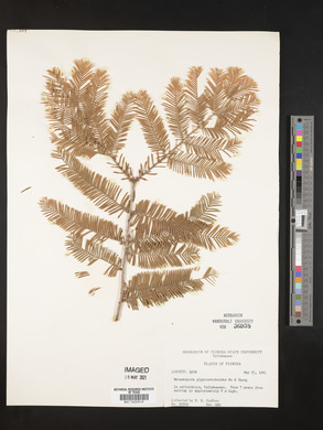 Metasequoia glyptostroboides image