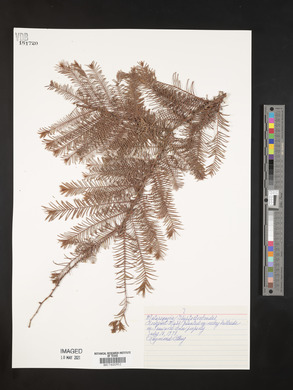 Metasequoia glyptostroboides image