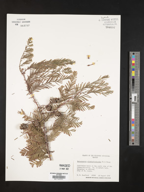 Metasequoia glyptostroboides image