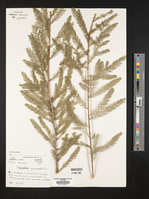 Taxodium mucronatum image