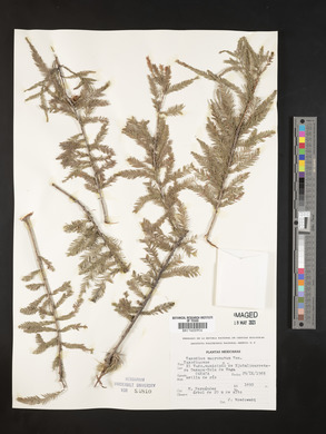 Taxodium mucronatum image