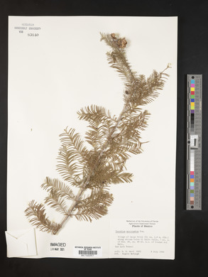 Taxodium mucronatum image