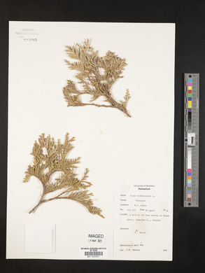 Thuja occidentalis image