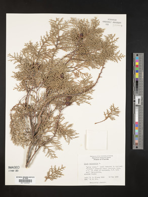 Platycladus orientalis image