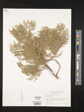Platycladus orientalis image