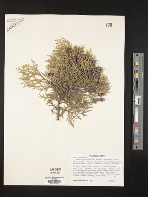 Platycladus orientalis image
