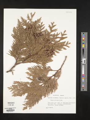 Thuja plicata image