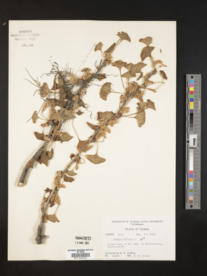 Ginkgo biloba image