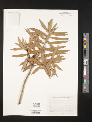 Podocarpus reichei image