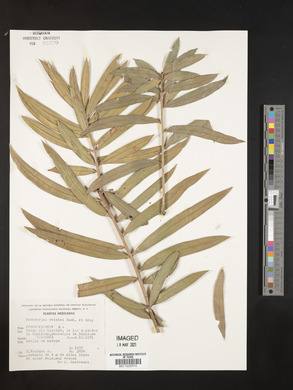Podocarpus reichei image