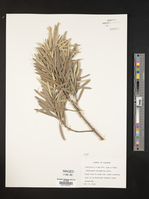 Podocarpus macrophylla image