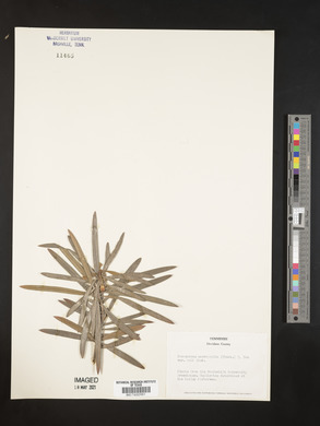 Podocarpus macrophylla image