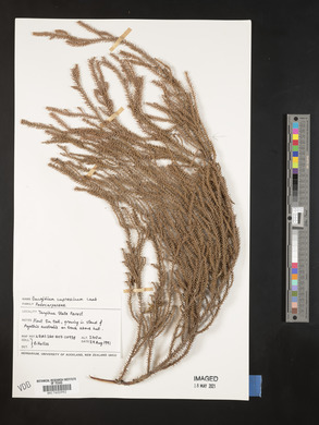Dacrydium cupressinum image