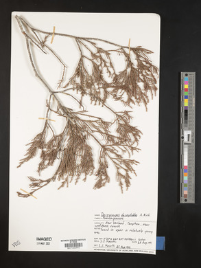 Dacrycarpus dacrydioides image