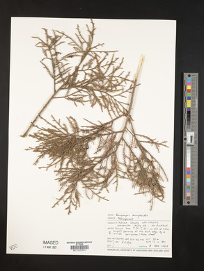 Dacrycarpus dacrydioides image