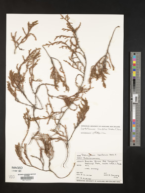Lepidothamnus laxifolius image