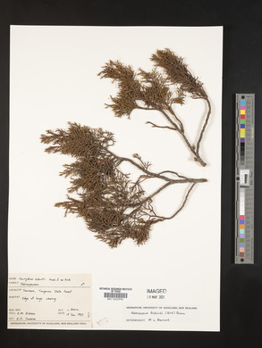 Halocarpus bidwillii image
