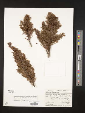 Halocarpus bidwillii image