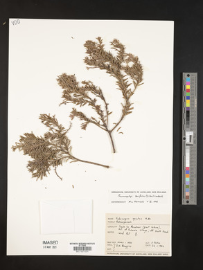Prumnopitys andina image