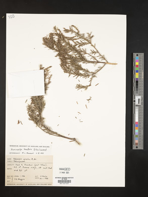 Prumnopitys andina image