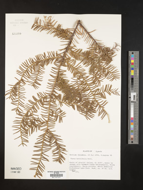 Taxus brevifolia image