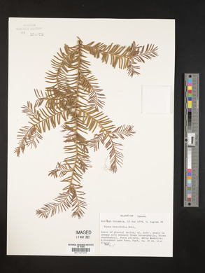 Taxus brevifolia image