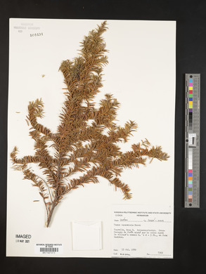 Taxus canadensis image